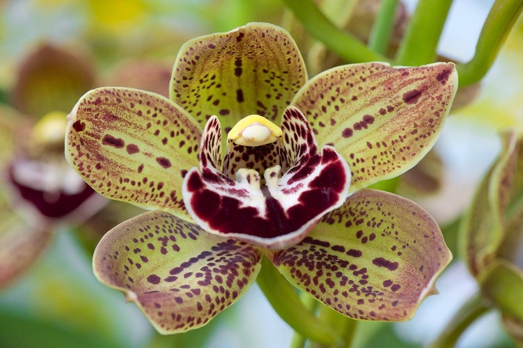 Sygdomme og skadedyr for cymbidium-orkidéen